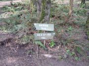 4.1.06 Dogwood & Alder Trail in Forest Park 001